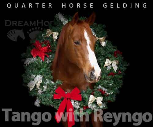 Horse ID: 2264212 Tango with Reyngo