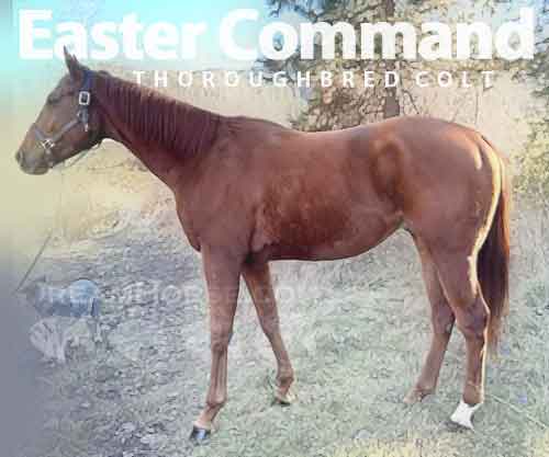 Horse ID: 2264231 Easter Command