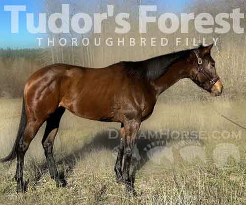 Horse ID: 2264232 Tudor's Forest