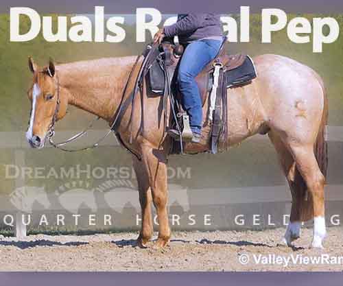 Horse ID: 2264247 Duals Royal Pep