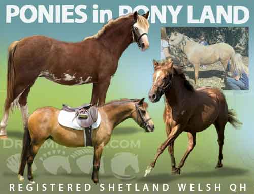 Horse ID: 2264408 PONIES in PONY LAND ! Buy from Breeder Trainer !