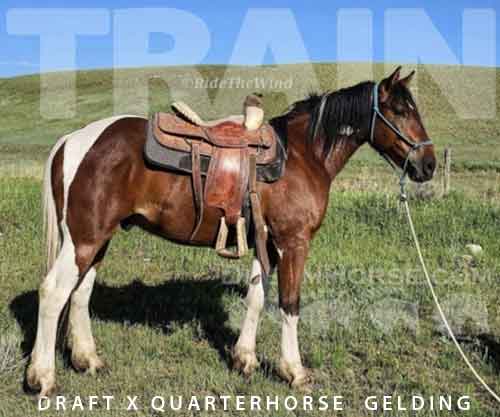 Horse ID: 2264451 Train - Grade Draft / Quarter Horse Cross