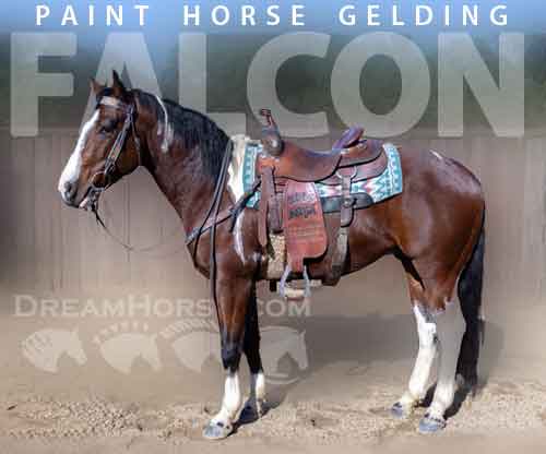Horse ID: 2264529 Falcon