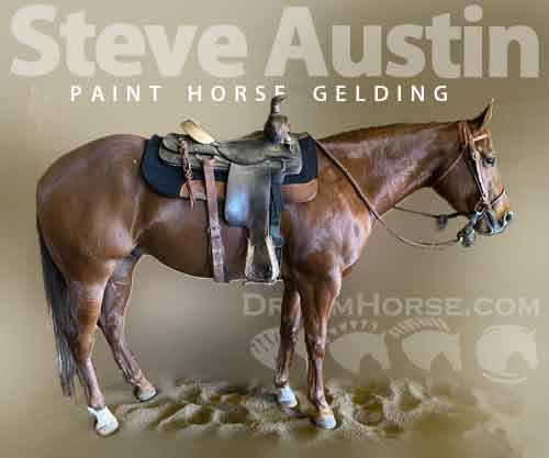 Horse ID: 2264540 Steve Austin