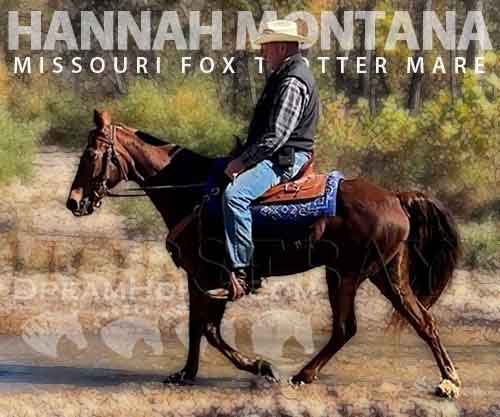Horse ID: 2264597 Grand Central’s Hannah J.
