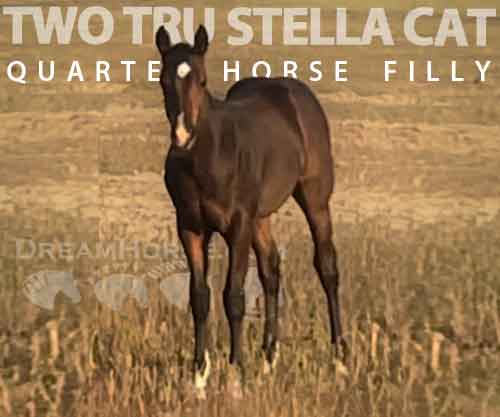 Horse ID: 2264605 TWO TRU STELLA CAT