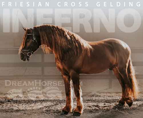 Horse ID: 2264671 Inferno