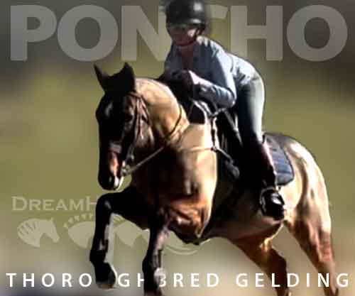 Horse ID: 2264685 Poncho