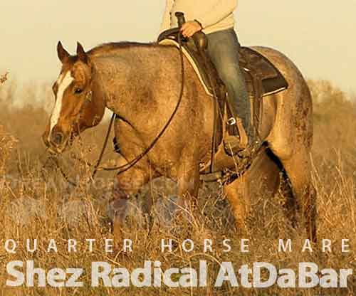 Horse ID: 2264710 Shez Radical AtDaBar
