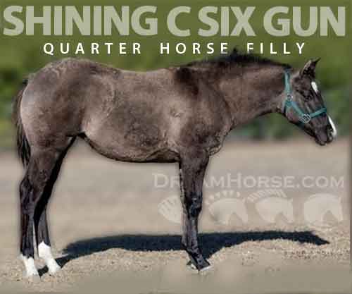 Horse ID: 2264734 SHINING C SIX GUN