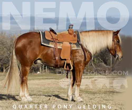 Horse ID: 2264749 Nemo