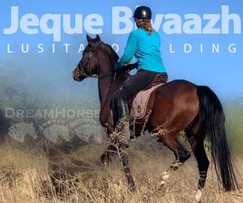 Horse ID: 2264794 Jeque Biyaazh