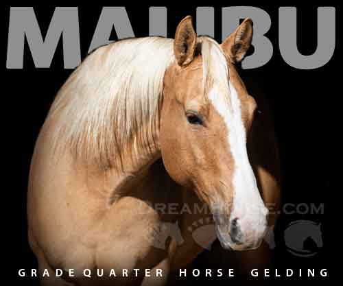 Horse ID: 2264902 Malibu