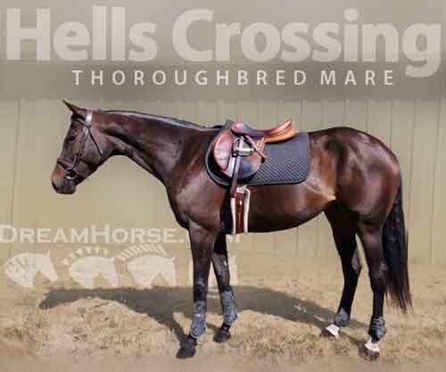 Horse ID: 2265051 Hells Crossing