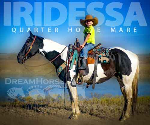 Horse ID: 2265208 IRIDESSA