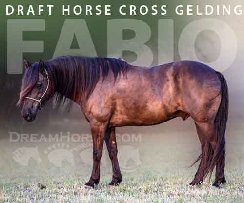 Horse ID: 2265295 Fabio