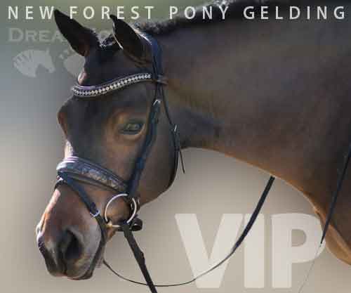 Horse ID: 2265422 VIP