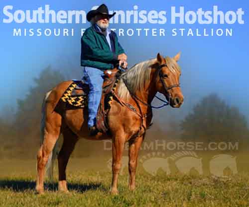 Horse ID: 2265503 Southern Sunrises Hotshot