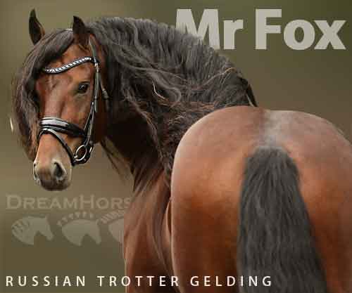 Horse ID: 2265518 Mr Fox