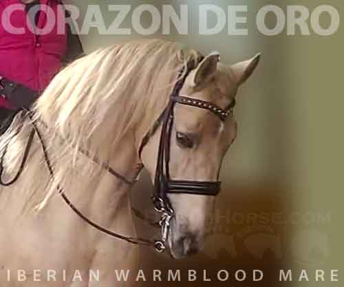 Horse ID: 2265700 Corazon de Oro