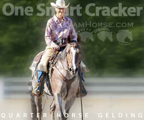 Horse ID: 2265757 One Smart Cracker
