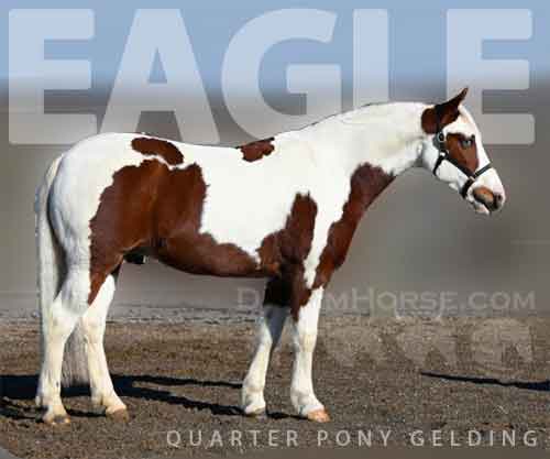 Horse ID: 2265762 Eagle