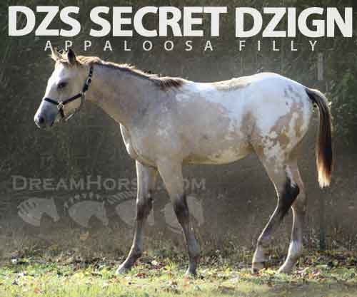 Horse ID: 2265816 DZS SECRET DZIGN