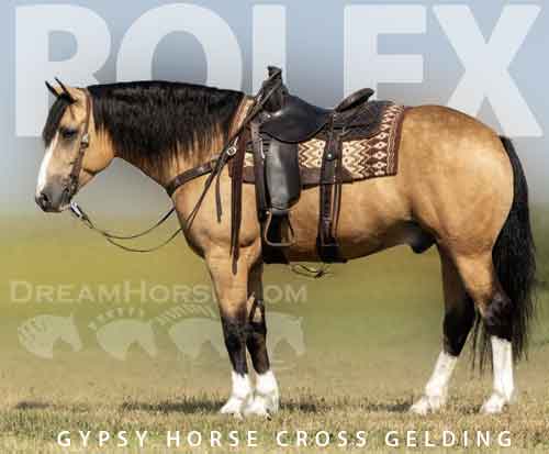 Horse ID: 2265870 Rolex
