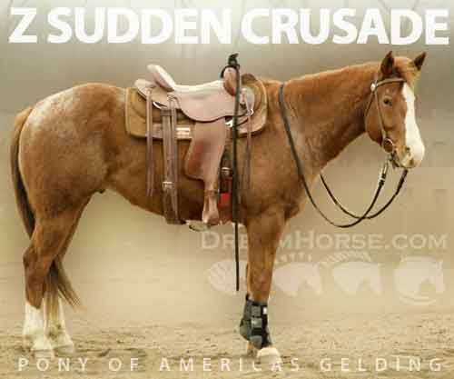 Horse ID: 2265906 Z sudden crusade