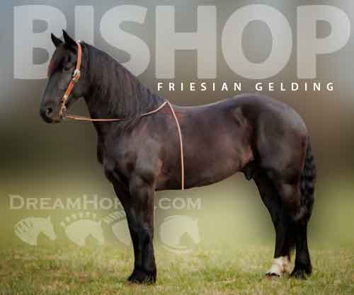 Horse ID: 2265940 BISHOP
