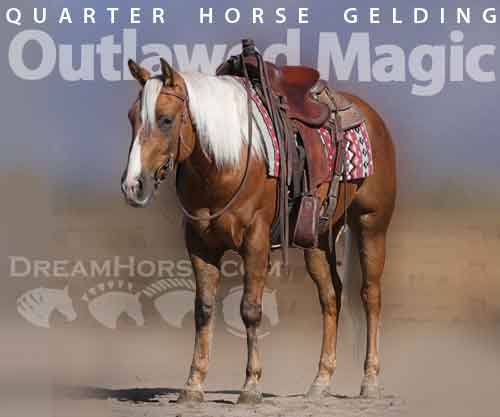 Horse ID: 2266041 Outlawed Magic