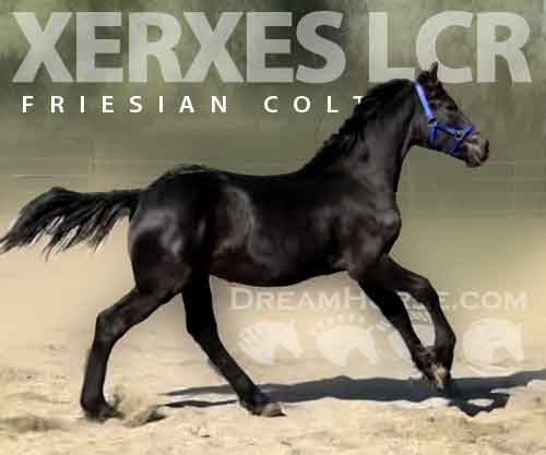 Horse ID: 2266069 Xerxes LCR
