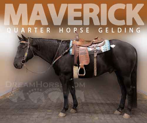 Horse ID: 2266097 Maverick