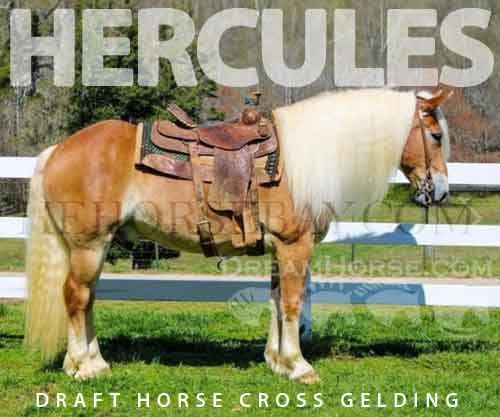 Horse ID: 2266129 Hercules