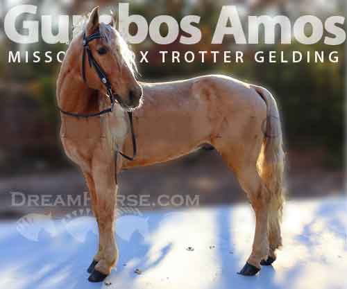 Horse ID: 2266132 Gumbos Amos Moses