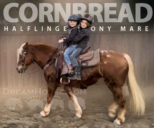 Horse ID: 2266239 Cornbread