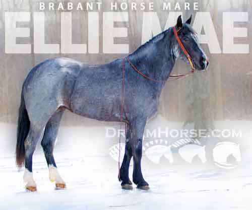Horse ID: 2266670 ELLIE MAE