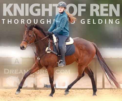 Horse ID: 2266940 Knight of Ren