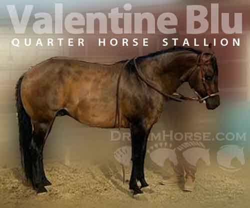 Horse ID: 2267275 Valentine Blu