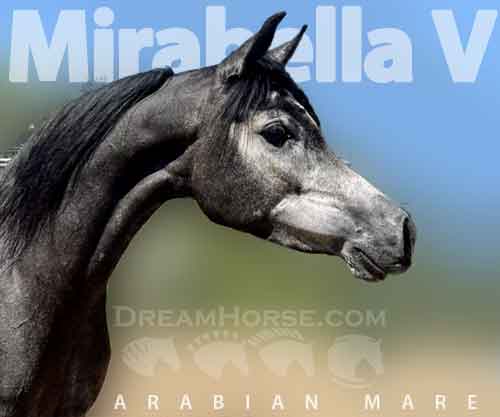 Horse ID: 2267331 Mirabella V