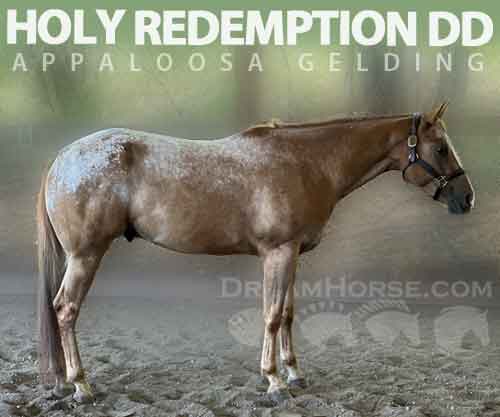 Horse ID: 2267356 Holy Redemption DD