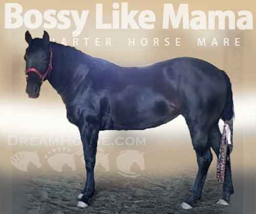 Horse ID: 2267367 Bossy Like Mama