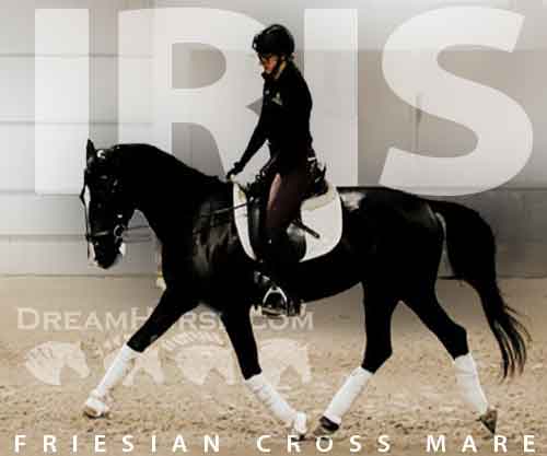 Horse ID: 2267379 Iris