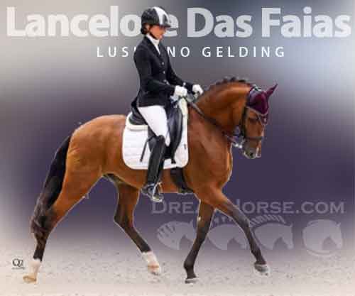 Horse ID: 2267415 Lancelote Das Faias