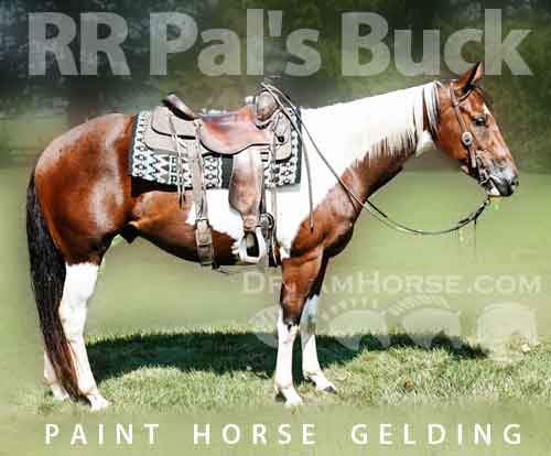 Horse ID: 2267425 RR Pal's Buck