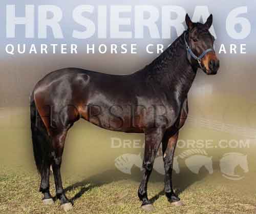Horse ID: 2267632 HR Sierra 6