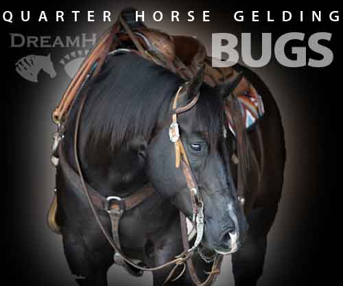 Horse ID: 2267652 Beautiful Black Gelding, All Around, Trails, Ranch