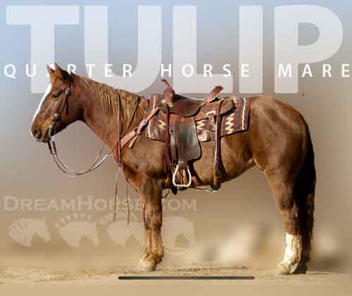 Horse ID: 2267785 Tulip