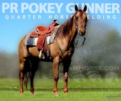 Horse ID: 2267789 PR Pokey Gunner
