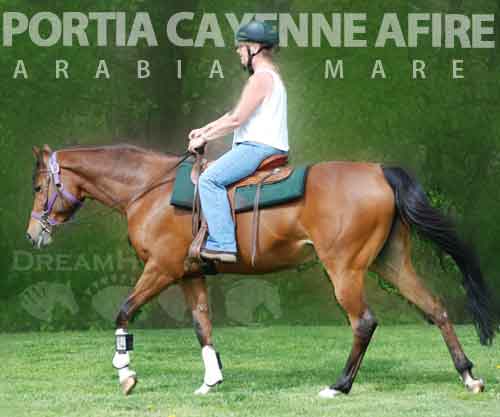 Horse ID: 2267821 'PORTIA CAYENNE AFIRE' Daughter of Justafire DGL